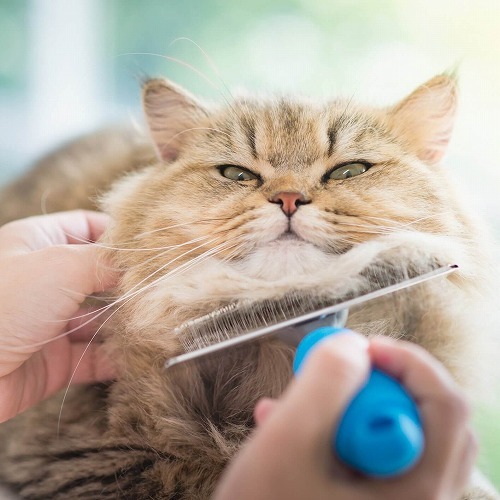 【猫の抜け毛】猫の毛が大量に抜けるとき：猫のアトピー性皮膚炎とは
