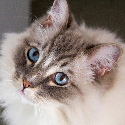 猫の目の色で性格がわかる？猫の瞳にまつわる面白いトリビアとは