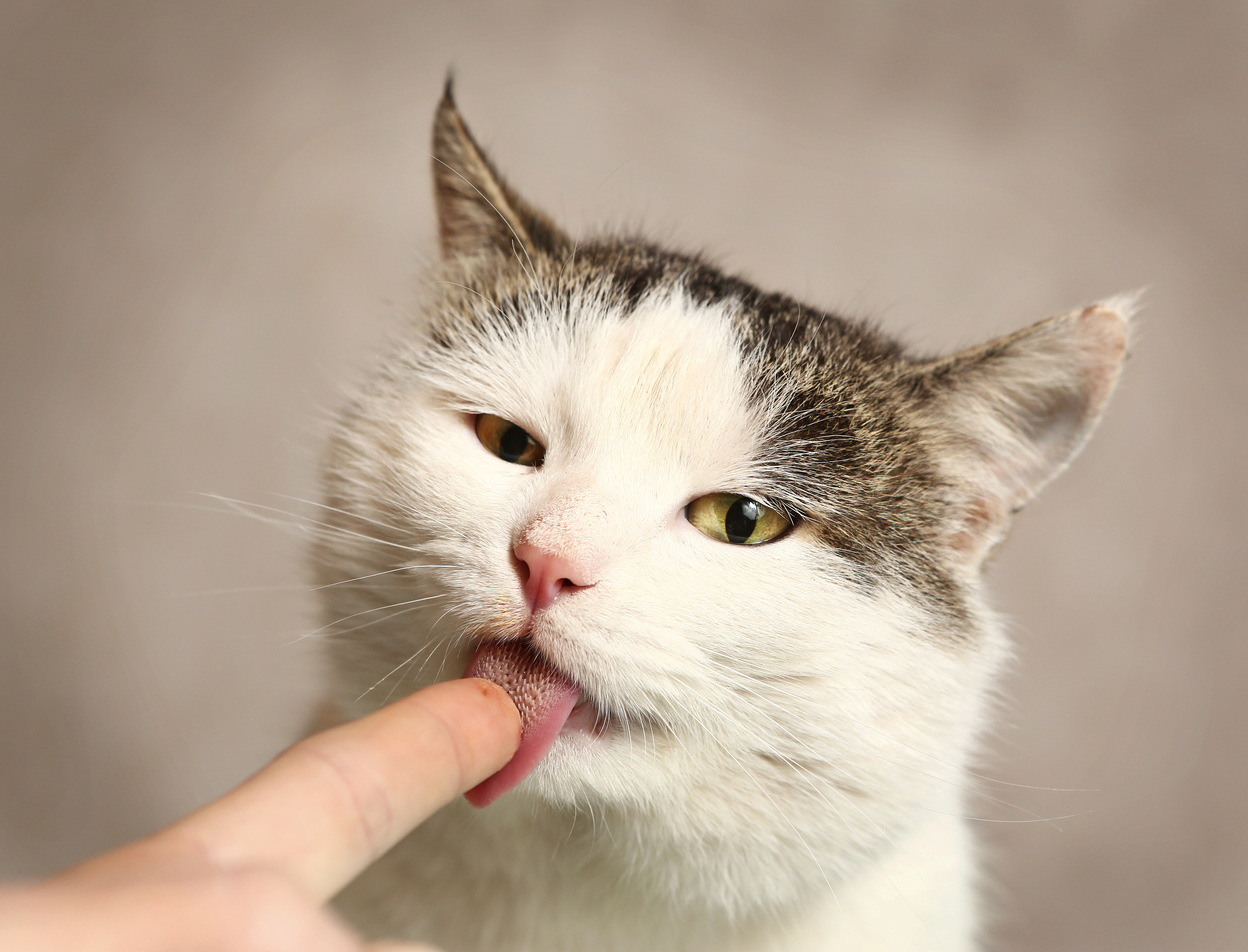 猫はなぜ舐めるの 実は怖い 飼い主には絶対に教えたくない 猫の本音 とは 猫壱 Necoichi