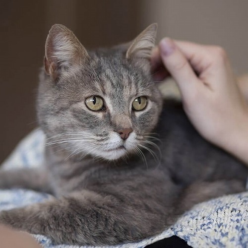 こうして欲しいニャ…。猫が飼い主に気持ちを伝えたい時にする3つの仕草