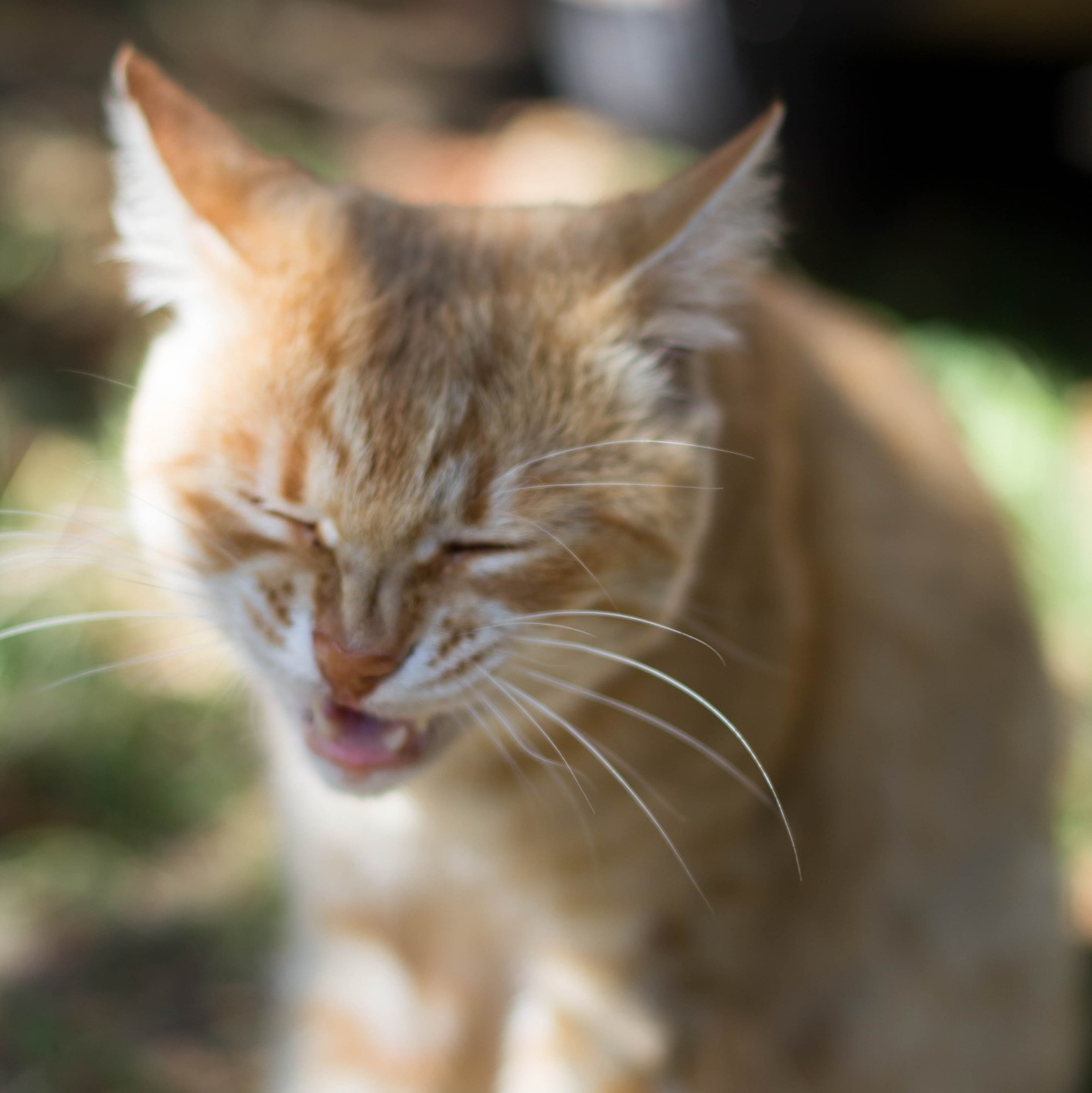 猫でもなるの 猫アレルギーじゃなくて 猫のアレルギー とは 猫壱 Necoichi