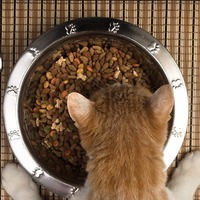 猫が食べてくれるか心配…。フードを変えたい時のちょっとしたコツ