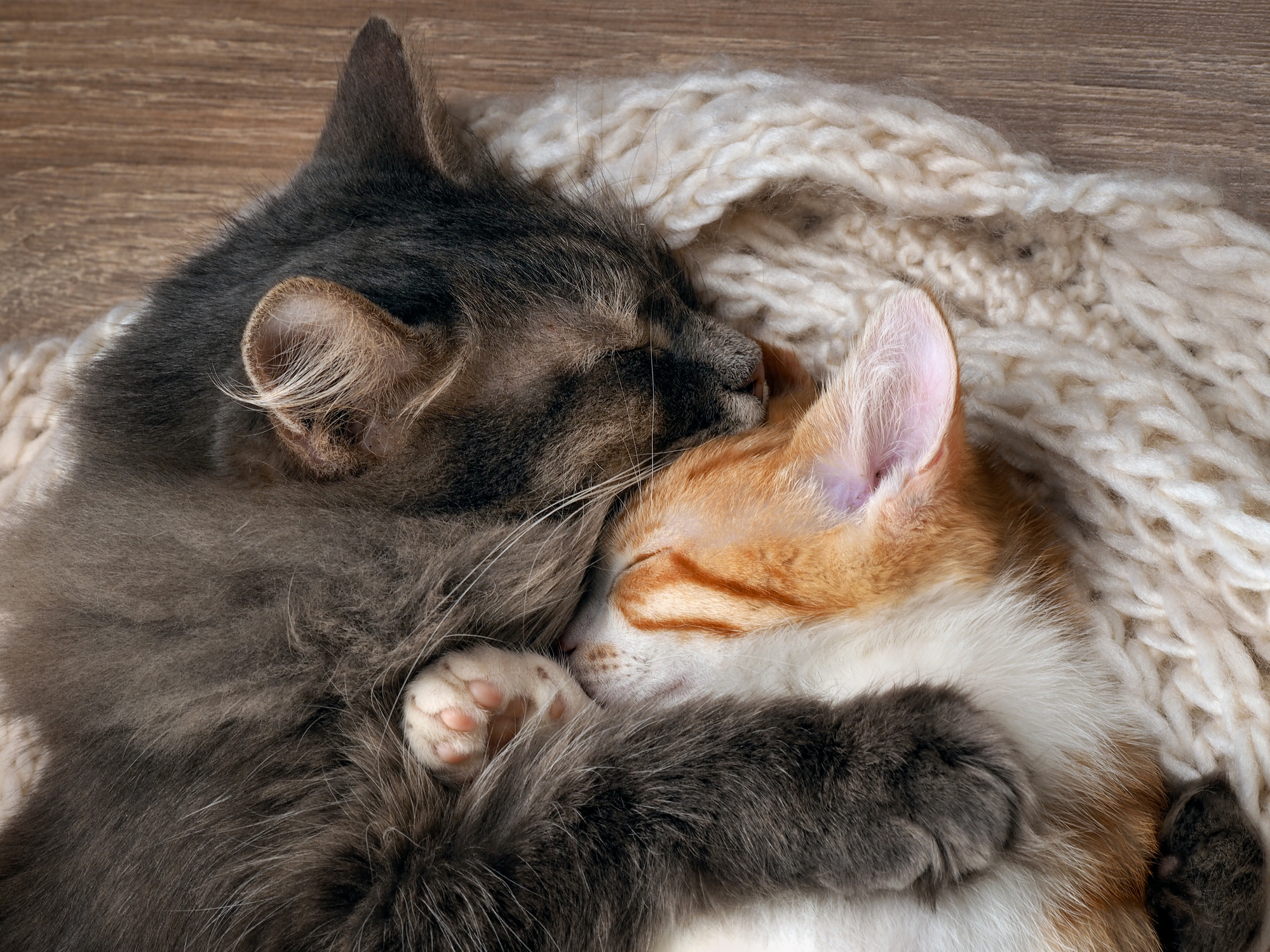 二匹目の猫を迎えたい ェ 先住猫と新入り猫を仲良くさせる秘訣とは 猫壱 Necoichi 二匹目の猫を迎えたい ェ 先住猫と新入り猫を仲良くさせる秘訣とは 猫壱 Necoichi