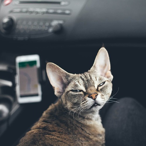 猫と出かける時 車で移動するときに猫の乗り物酔いを防ぐコツとは 猫壱 Necoichi