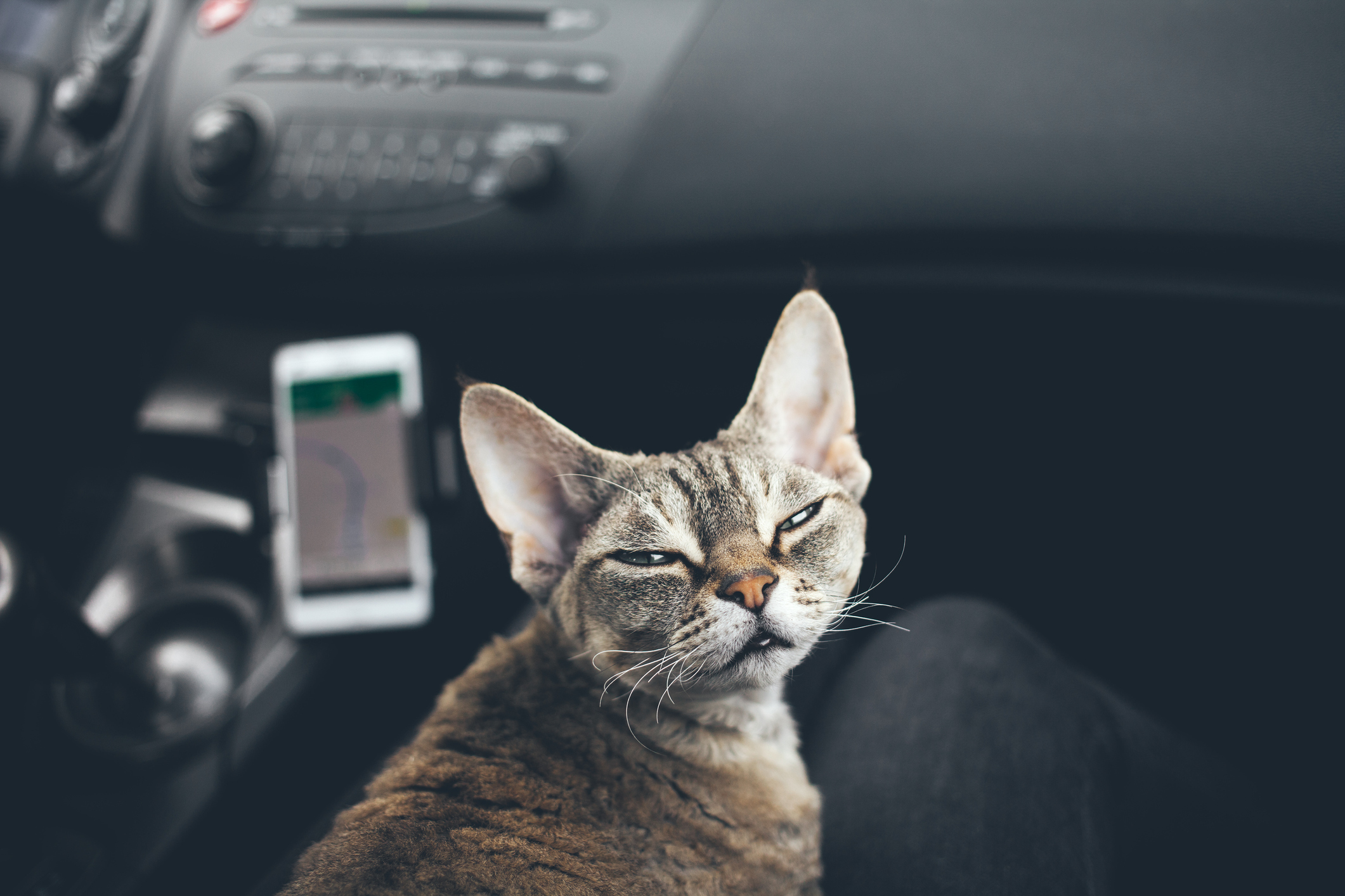 猫と出かける時 車で移動するときに猫の乗り物酔いを防ぐコツとは 猫壱 Necoichi 猫と出かける時 車で移動するときに猫の乗り物酔いを防ぐコツとは 猫壱 Necoichi