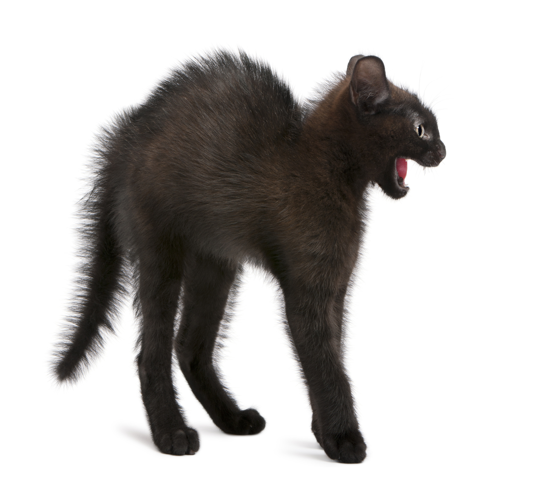猫が興奮して大暴れ パニック状態になった猫に対応する時のポイント 猫壱 Necoichi 猫が興奮して大暴れ パニック状態になった猫に対応する時のポイント 猫壱 Necoichi