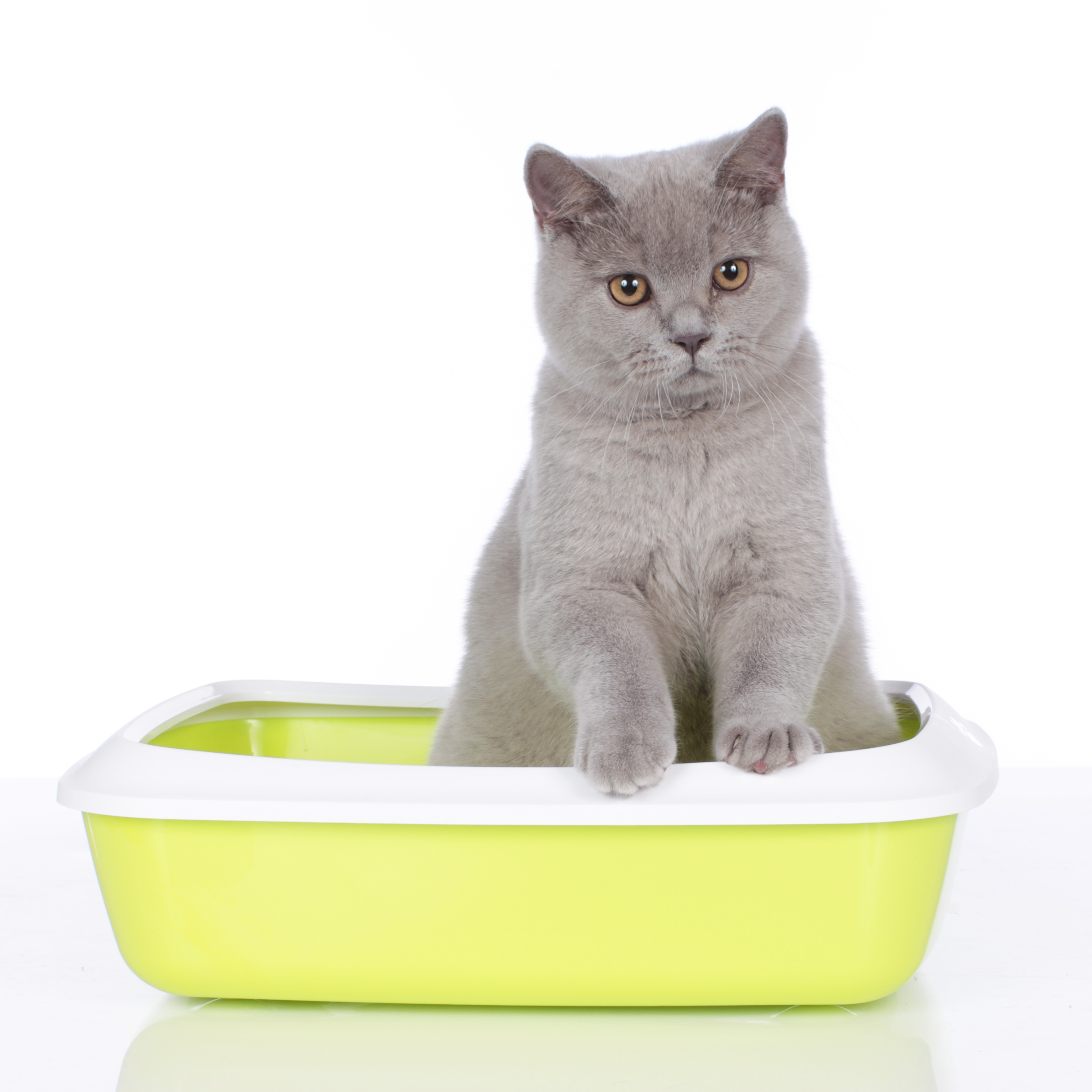 トイレの後は壁をかく 猫がトイレを使う時の気持ちは結構 らしい 猫壱 Necoichi