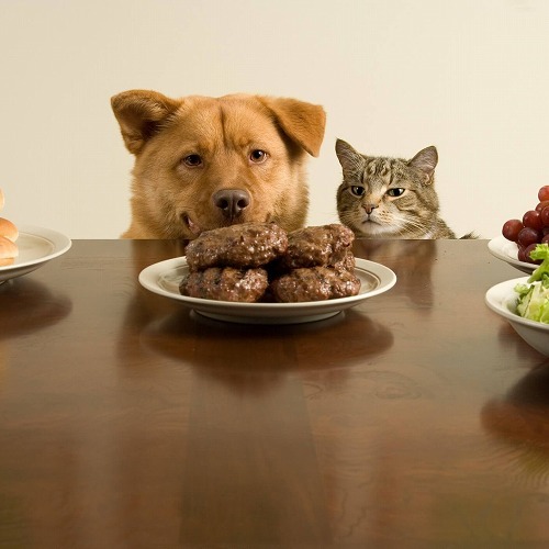 猫の早食いや食べ散らかし…。猫のフードに関する悩みはコレで解決！