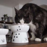 ココは大切！「猫のご飯の基本３か条」をマスターして猫の健康を考えよう