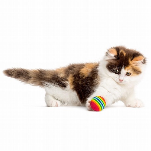 猫と遊びたい！あなたの猫はどんな遊びやおもちゃが好きですか？