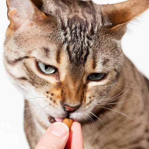 気になるよそのおウチの猫ご飯。オススメのトッピングを教えて下さい！