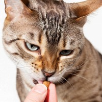 気になるよそのおウチの猫ご飯。オススメのトッピングを教えて下さい！