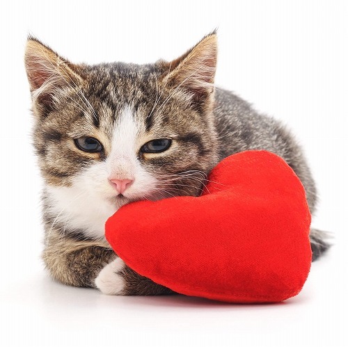 ちょっと待って!飼い主が誤解しがちな猫の行動に関する「猫あるある」