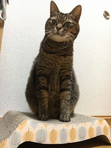 お気に入り♪