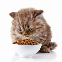 猫がフードを食べる時の謎・フードの丸呑みやムラ食いには理由がある？
