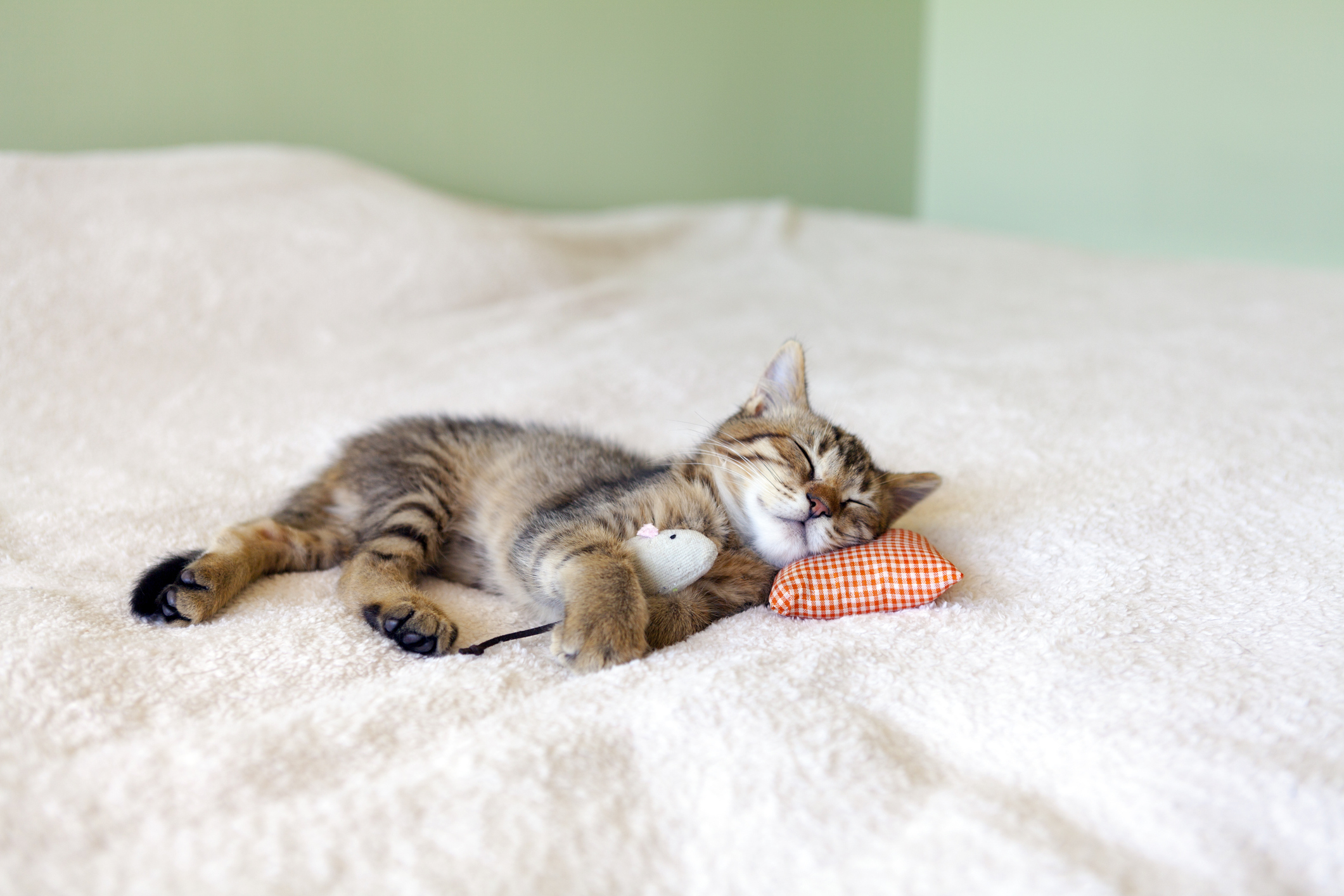 猫の いびき には要注意 少し気になる いびき の種類 猫壱 Necoichi