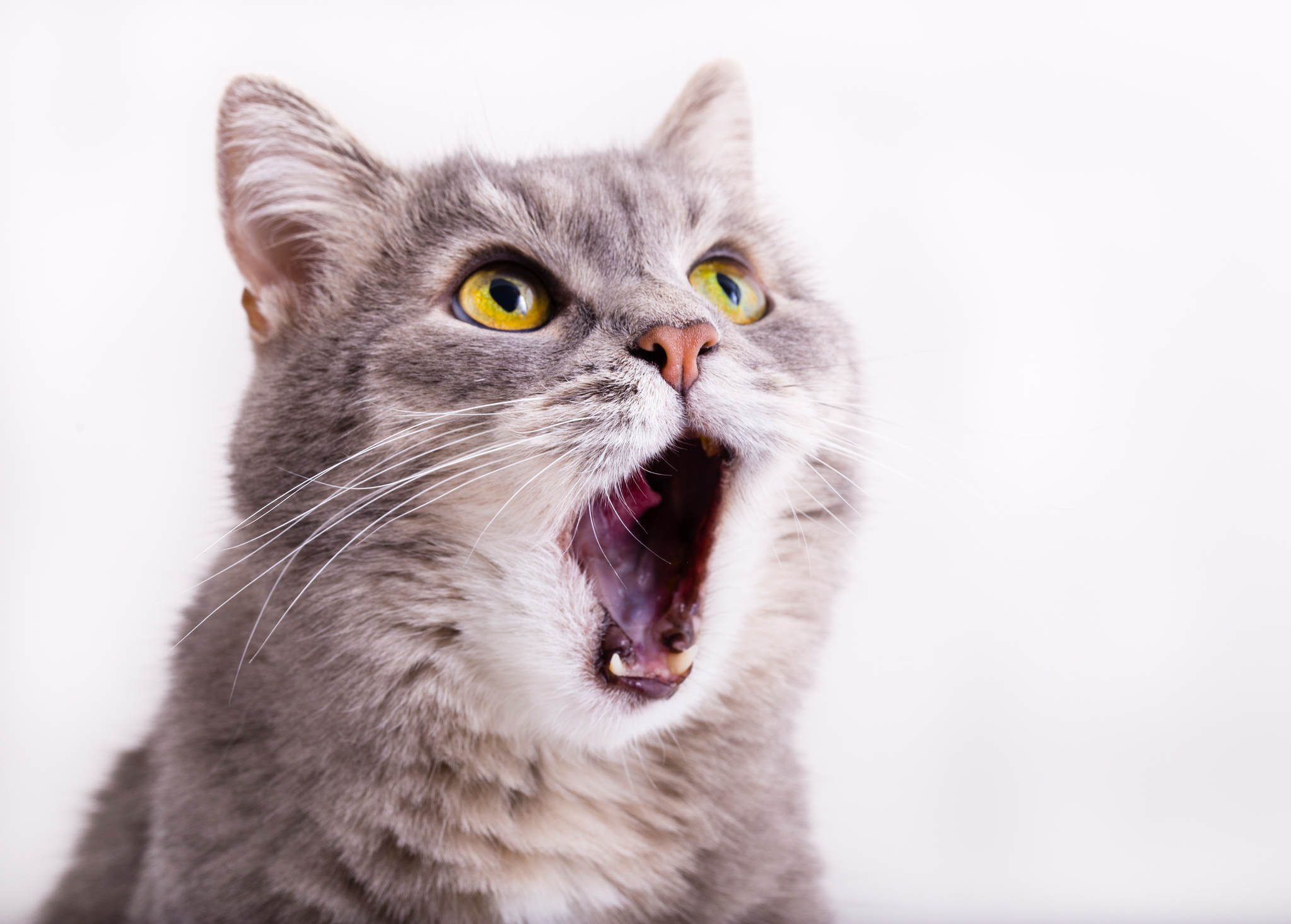 飼い主があくびをすると猫も 思わず笑ってしまう猫の不思議な行動 猫壱 Necoichi 飼い主があくびをすると猫も 思わず笑ってしまう猫の不思議な行動 猫壱 Necoichi