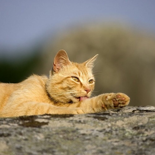 肉球でわかるかも！あなたの愛猫の体質をチェックしてみよう【後編】