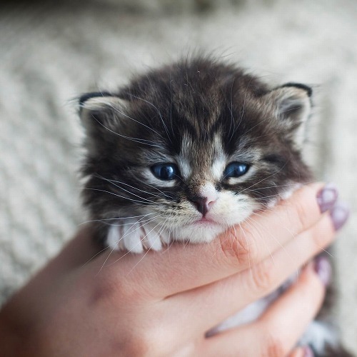 猫飼いさんに多い悩み「迷い込んできた野良猫を室内飼いにする3つの方法」