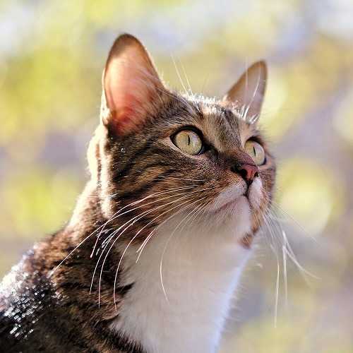 春と夏は猫のトラブルが多いかも？この時期の猫の健康上の3つの悩み