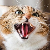 これだけはダメ！飼い主さんがやりがちな猫への2つのNGな対応とは