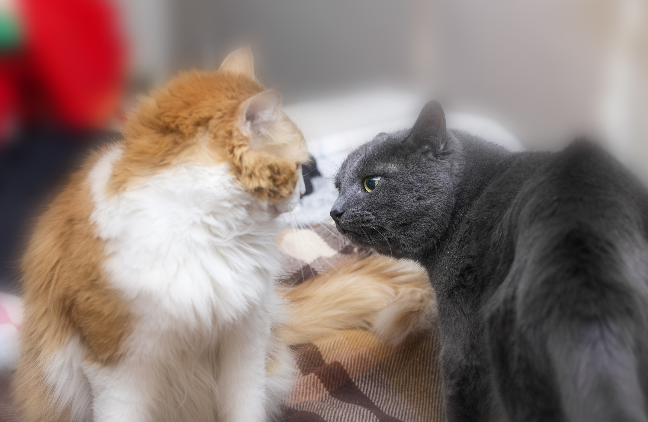 猫同士が喧嘩 そんな時に賢い飼い主さんがやっている3つの方法 猫壱 Necoichi