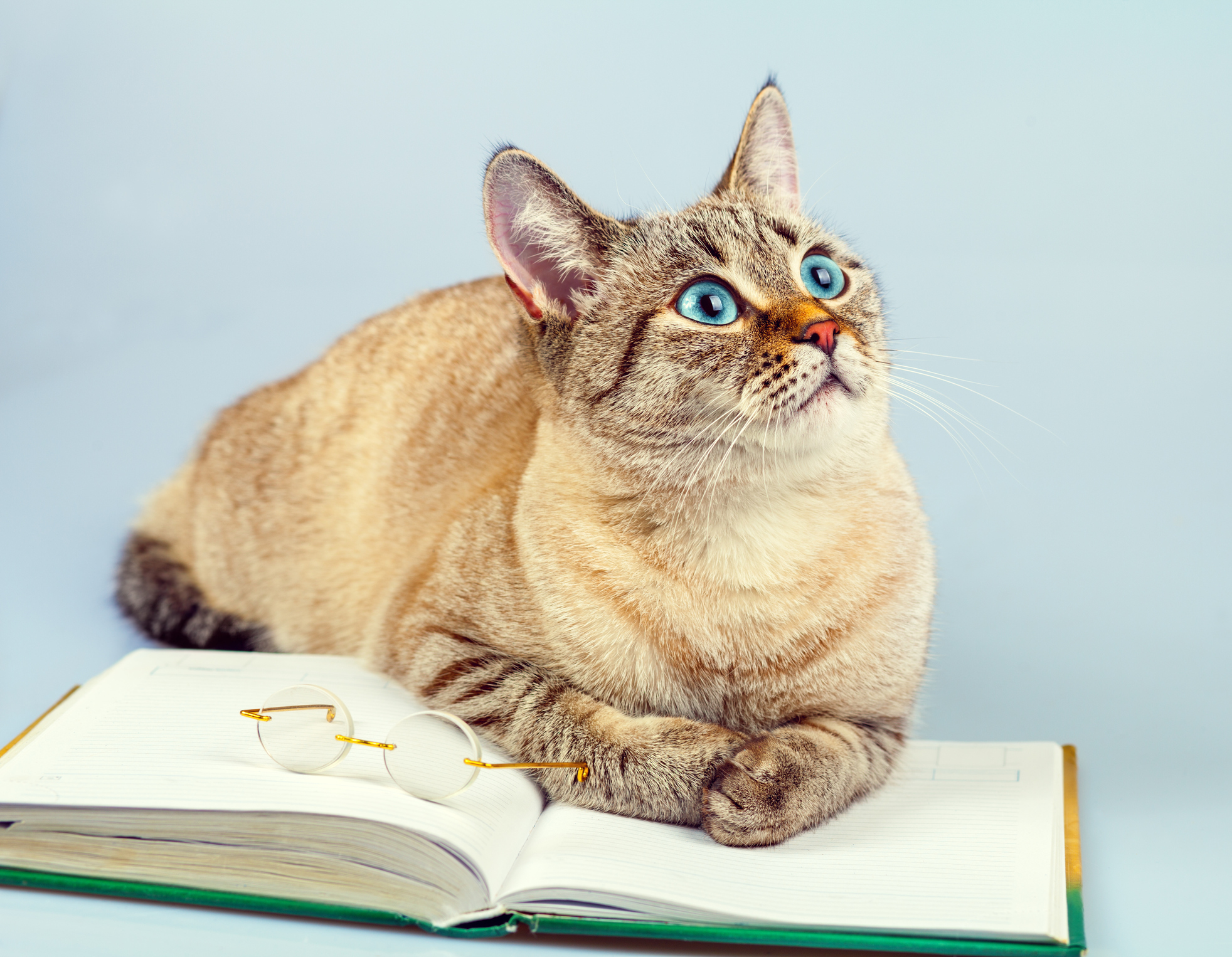 猫は天才 単語0語ならわかるかも 猫が理解できる人の言葉とは 猫壱 Necoichi 猫は天才 単語0語ならわかるかも 猫が理解できる人の言葉とは 猫壱 Necoichi