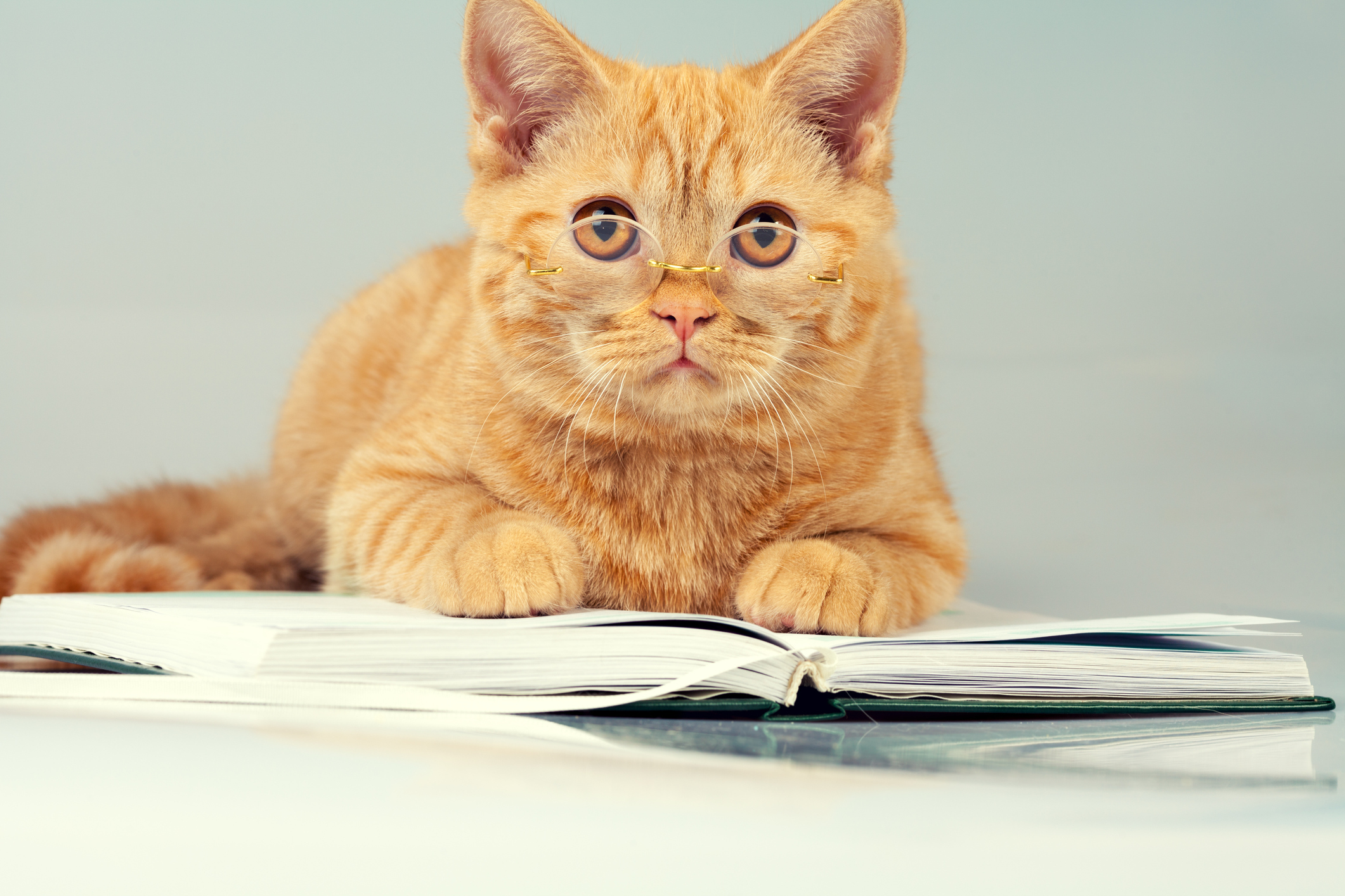 猫は天才 単語0語ならわかるかも 猫が理解できる人の言葉とは 猫壱 Necoichi 猫は天才 単語0語ならわかるかも 猫が理解できる人の言葉とは 猫壱 Necoichi