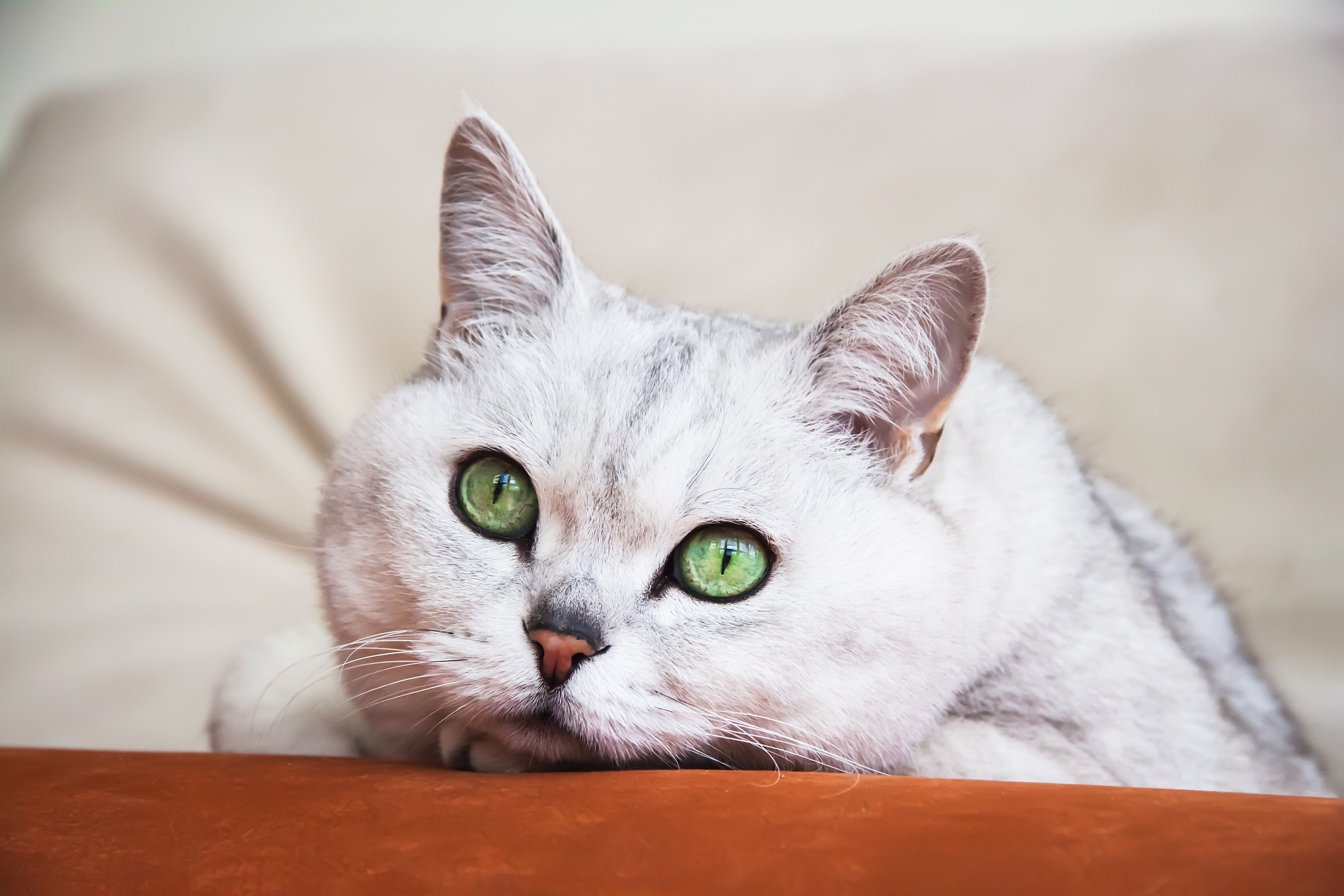 ちょっと不思議な 猫の瞳 人間とは違う猫の見ている世界 猫壱 Necoichi ちょっと不思議な 猫の瞳 人間とは違う猫の見ている世界 猫壱 Necoichi