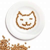 これからの季節は『少食』の時期！猫の食欲不振対策