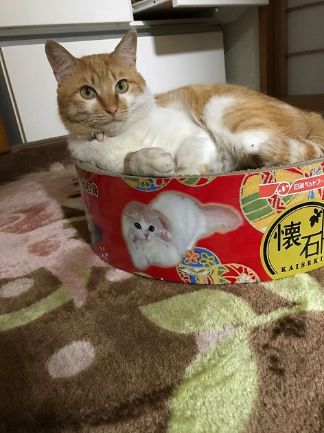 お昼寝。