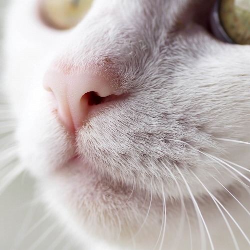 猫は「匂い」で危険を察知する？猫の好きな匂いと嫌いな匂いとは