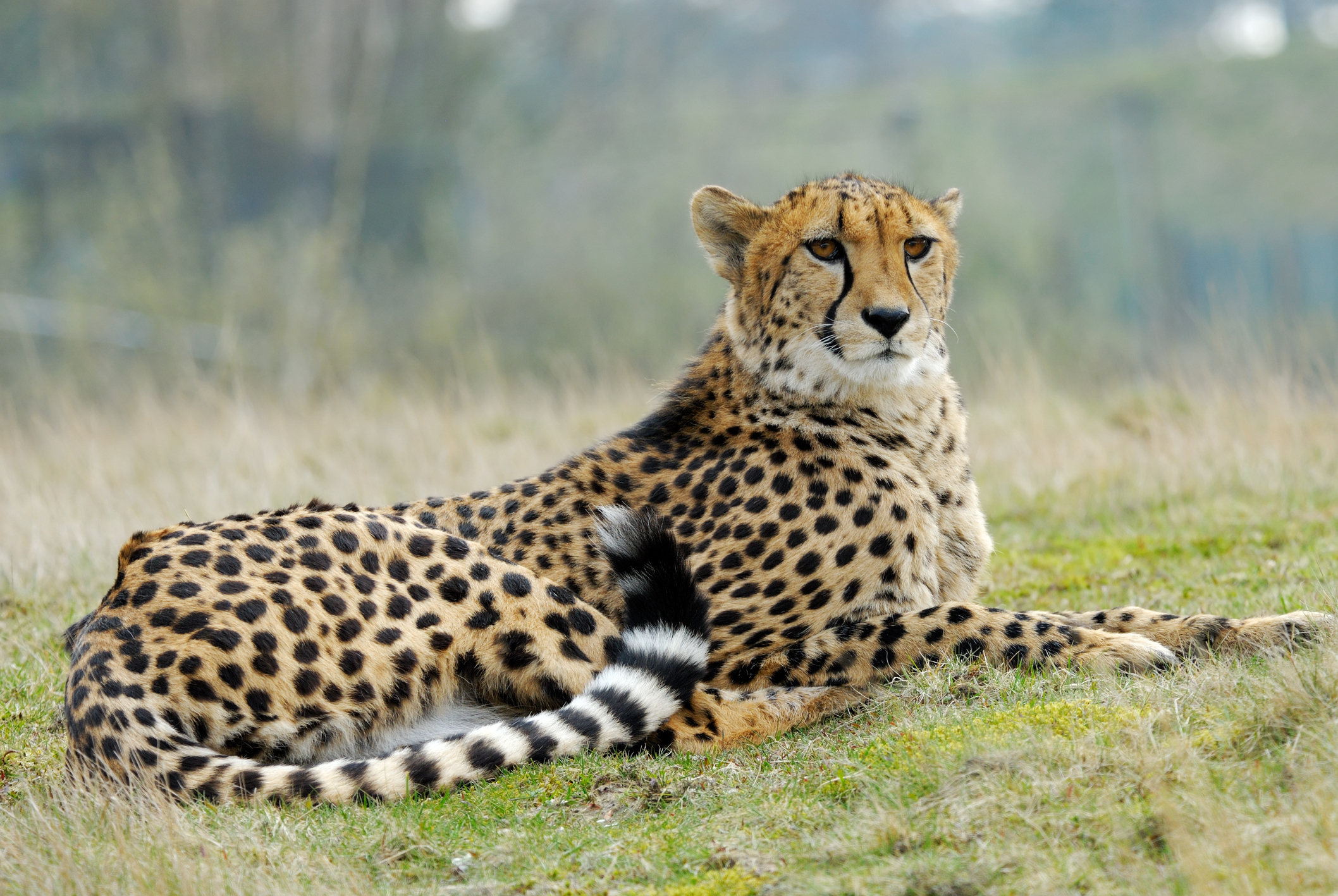 チーターは走らないと衰弱する 思わずヘェ なネコ科の動物トリビア 猫壱 Necoichi チーターは走らないと衰弱する 思わずヘェ なネコ科の動物トリビア 猫壱 Necoichi