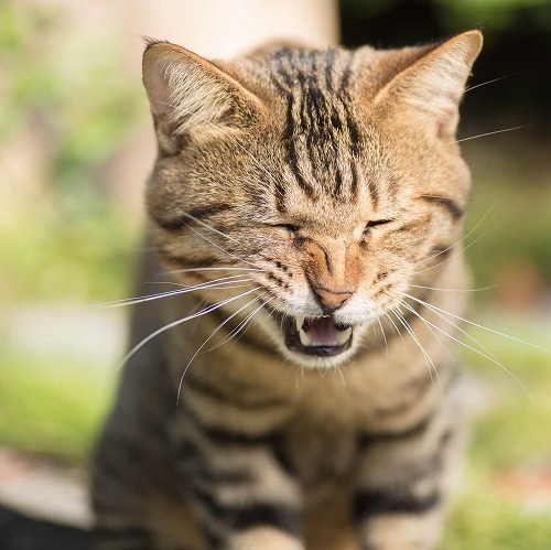 ワクチン接種後に猫がくしゃみ！猫のくしゃみで心配な場合とその対策