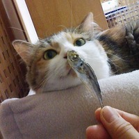 ねこのごはん、見直してみませんか？