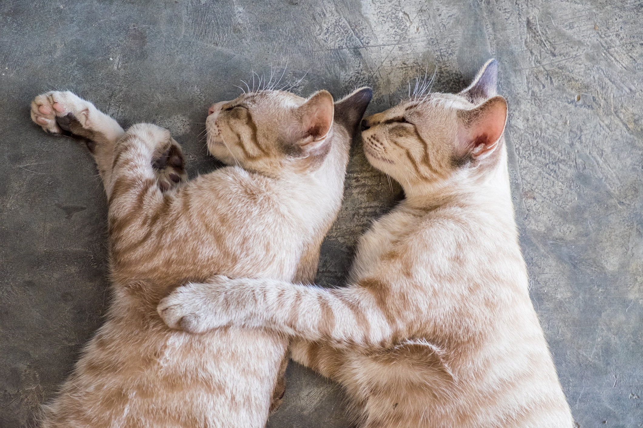 オス猫とメス猫はこんなに違う オスとメスの性格や病気の特徴とは 猫壱 Necoichi