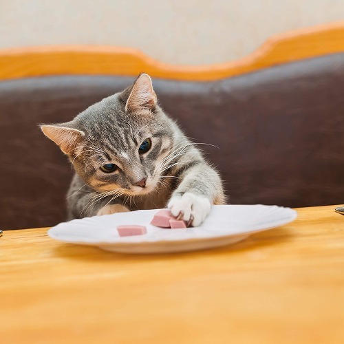 猫が食べてくれない！愛猫が美味しく感じるフードの選び方とは