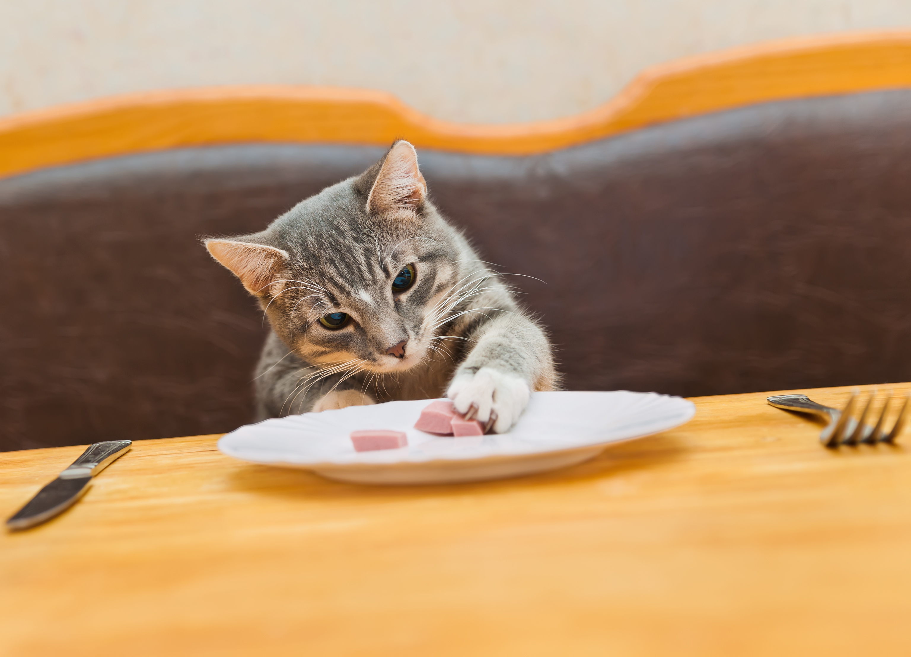 猫が食べてくれない!愛猫が美味しく感じるフードの選び方とは 猫壱(necoichi) 猫が食べてくれない!愛猫が美味しく感じるフードの選び方とは 猫壱(necoichi)