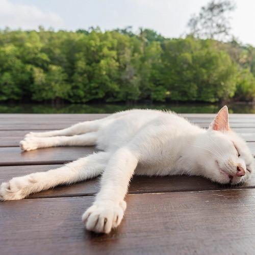 猫を夏バテから守る！我が家で行なっている愛猫の熱中症対策とは