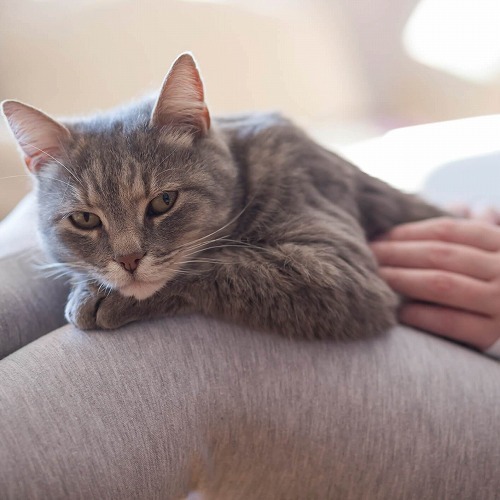 うちの猫のこんなことで困ってます…。みんなの悩みはコレで解決！