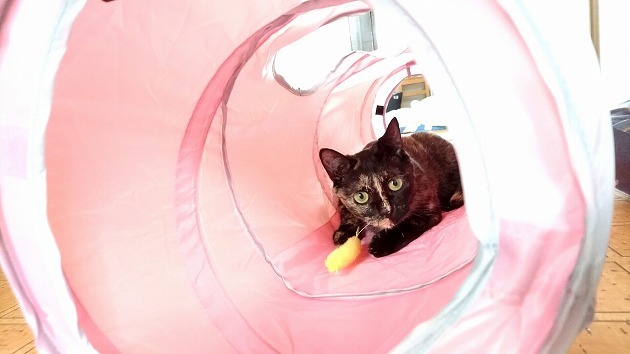 トンネルの猫じゃらし遊び大好き