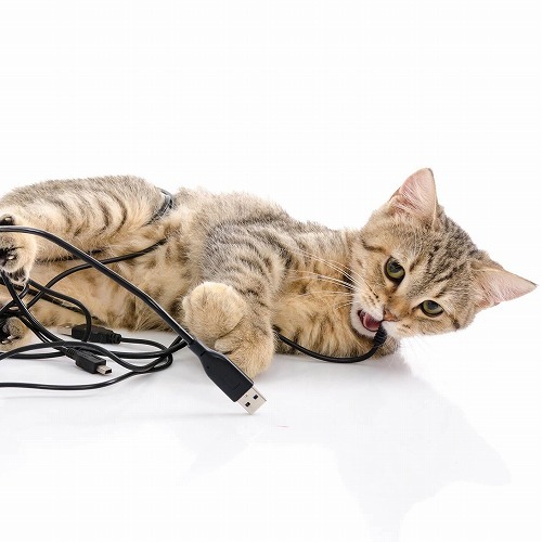 イタズラ盛りの子猫がいる家ではコレに気をつけたい!5つのポイント