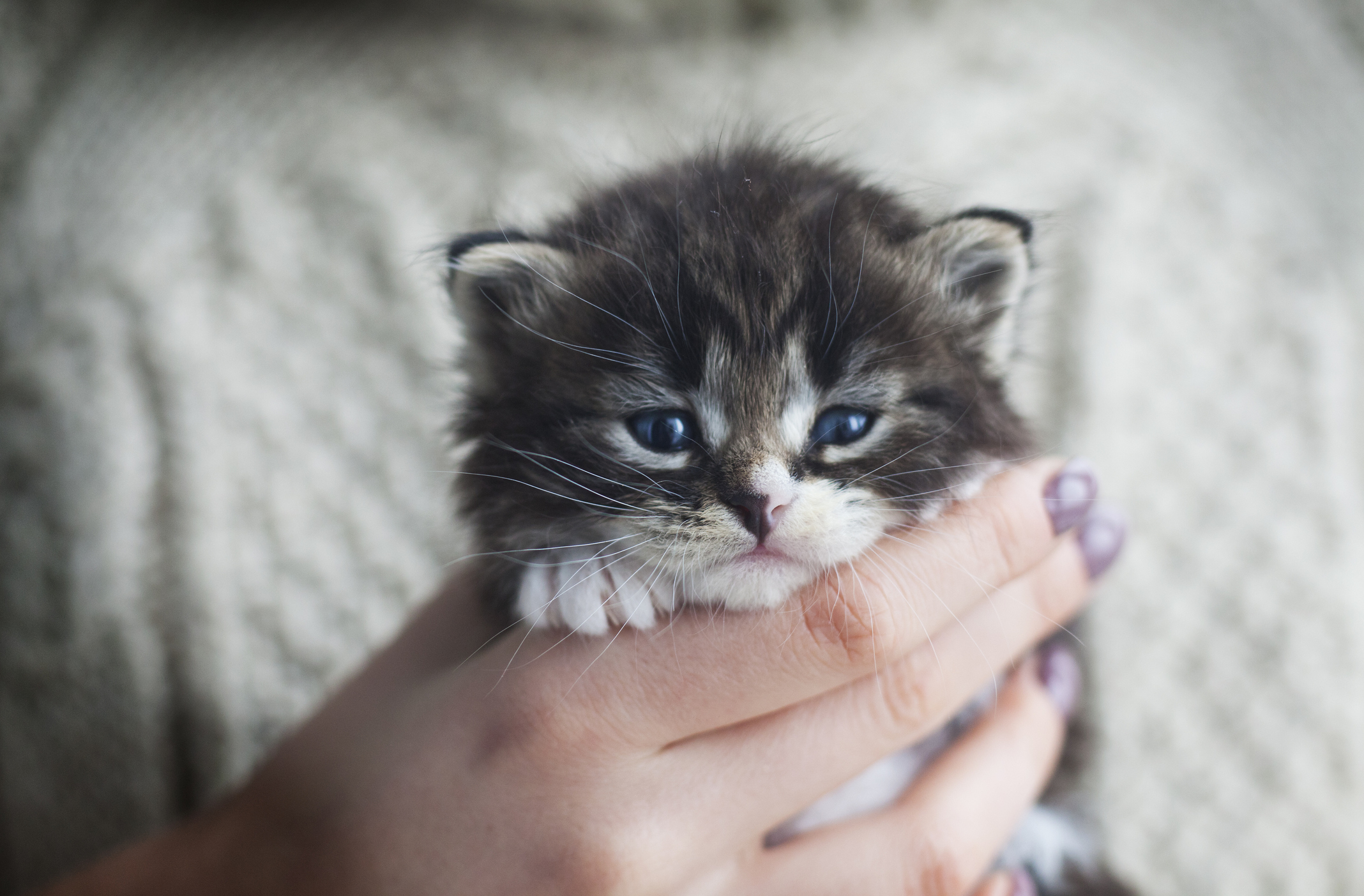 猫がリラックスしてる時がチャンス 愛猫の マイにゃんバー をチェック 猫壱 Necoichi 猫がリラックスしてる時がチャンス 愛猫の マイにゃんバー をチェック 猫壱 Necoichi