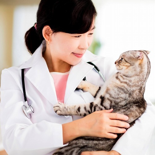 動物病院やキャリーケースなど特定の物を嫌う猫は26%。みんなの対策法
