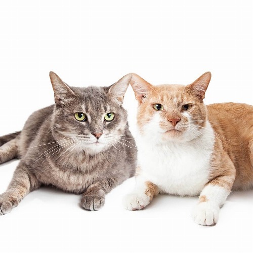 オス猫とメス猫ではやはり違う それぞれの猫がかかりやすい病気とは 猫壱 Necoichi