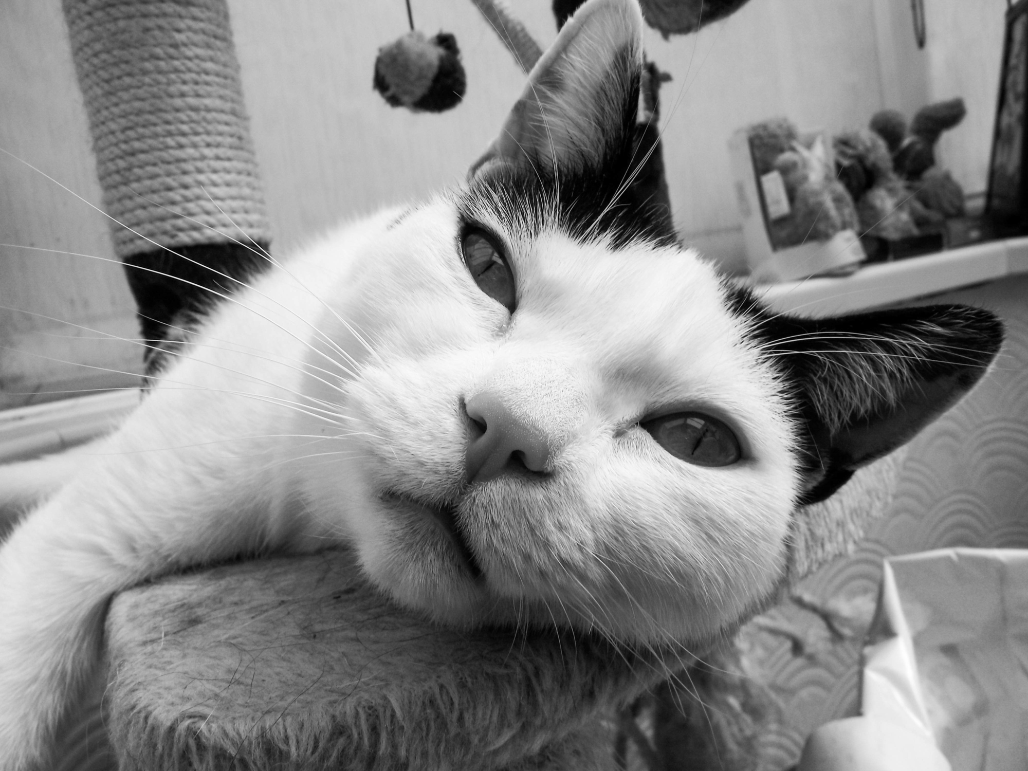 夏の温度は猫の で分かるかも このポーズでわかる猫の気持ち 猫壱 Necoichi