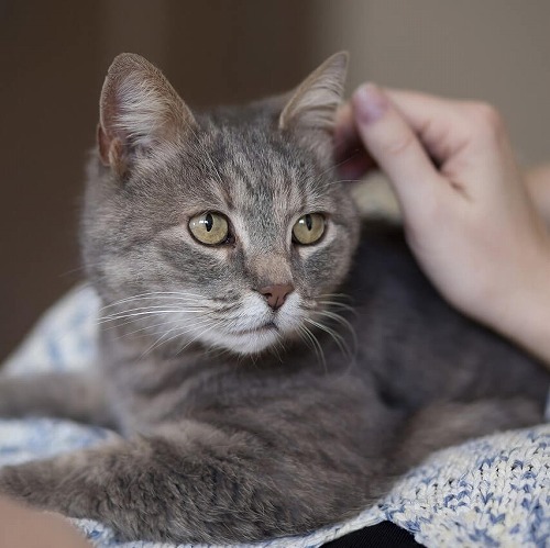 うちの猫は抱っこが苦手…。猫への愛情表現、気をつけたいポイントとは