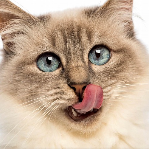 日本の猫の約90%が持っている！猫の口から人にうつる病気とは