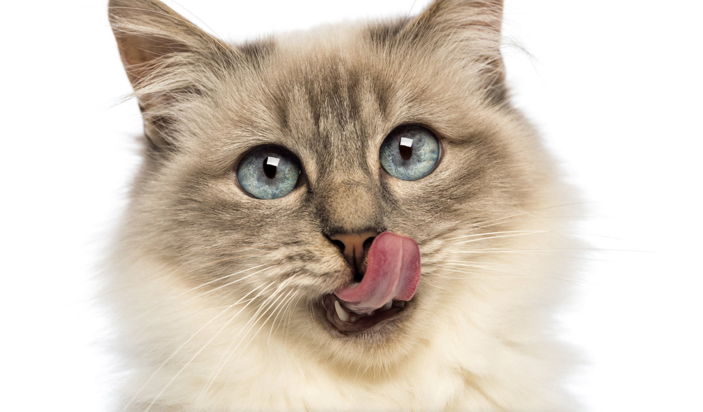 日本の猫の約90 が持っている 猫の口から人にうつる病気とは 猫壱 Necoichi