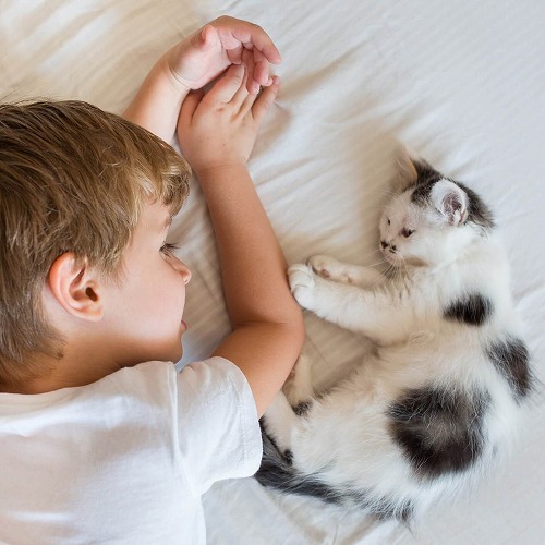 愛猫の困ったイタズラ、ベテラン猫飼いさんはこうして解決しました♪